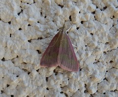 Pyrausta laticlavia
