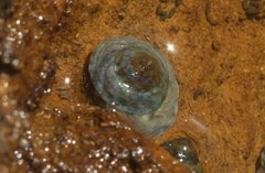 Bembicium