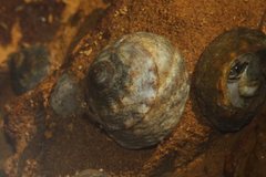 Bembicium