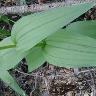 iNaturalist observation photo of monocots