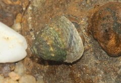 Bembicium