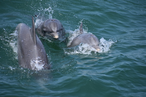 Tamanend's Bottlenose Dolphin photographed in New Jersey