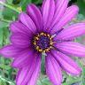 iNaturalist observation photo of Afro-Australian daisies