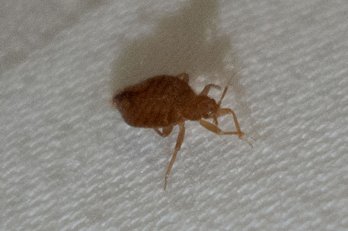 Tropical bed bug