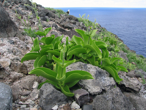 Schiedea verticillata