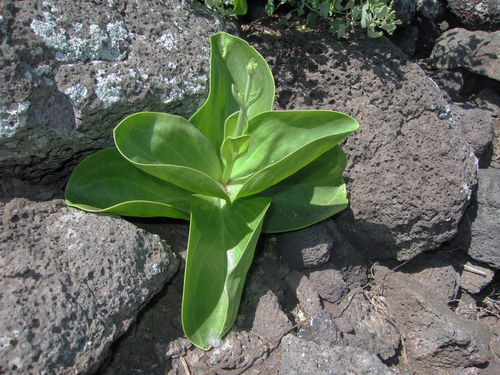 Schiedea verticillata