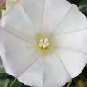 iNaturalist observation photo of bindweed family