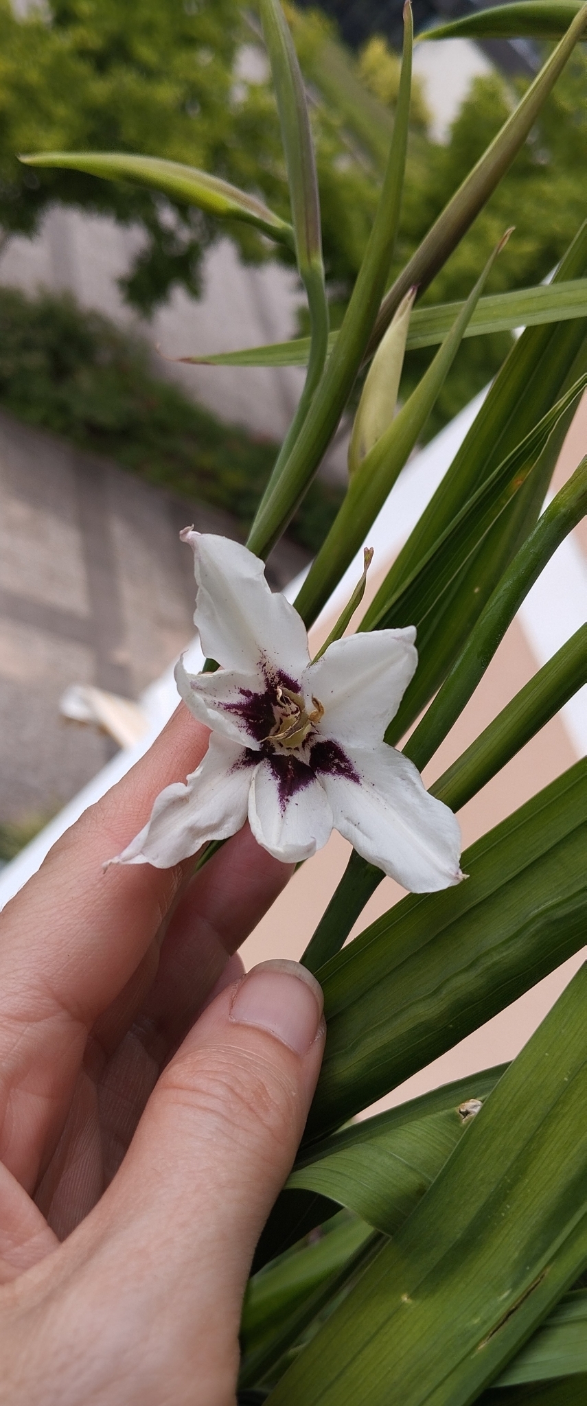 Imagem de Palma-de-santa-rita