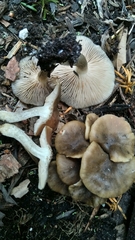 Entoloma clypeatum