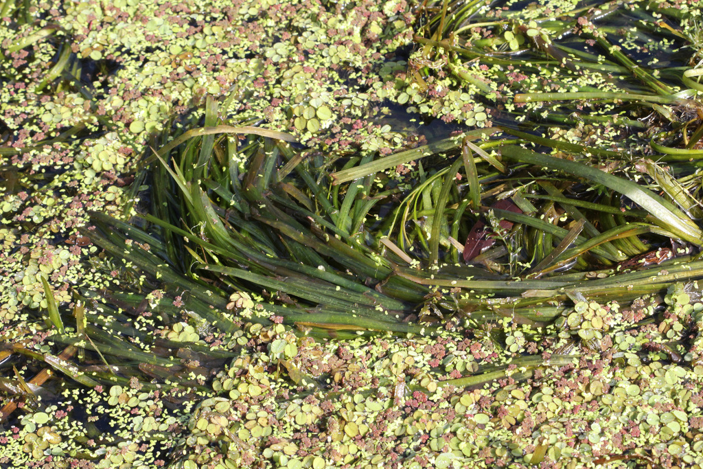 Rong mái chèo – Vallisneria spiralis