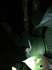 Xanthosoma helleborifolium