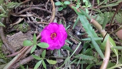 Portulaca grandiflora