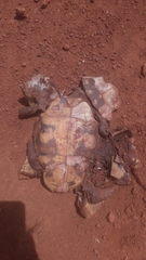 Kinixys belliana