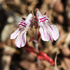 Collinsia tinctoria