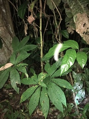 Xanthosoma helleborifolium