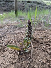 Veronica plantaginea
