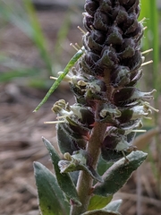 Veronica plantaginea