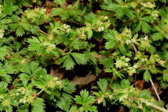 Alchemilla procumbens