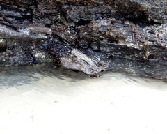 Periophthalmus variabilis