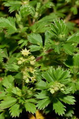 Alchemilla procumbens