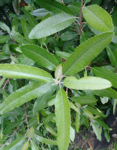 iNaturalist observation photo of Toyon