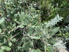 Quercus mohriana