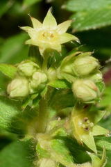 Alchemilla procumbens