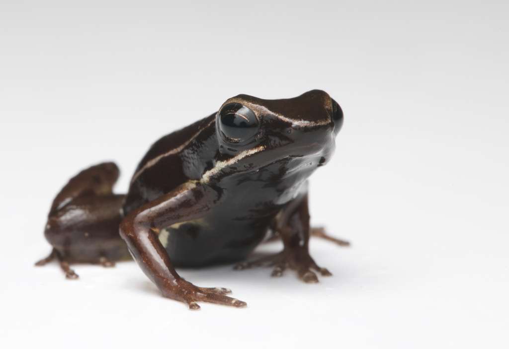 Boquete Rocket Frog