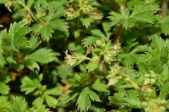 Alchemilla procumbens