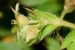 Alchemilla procumbens