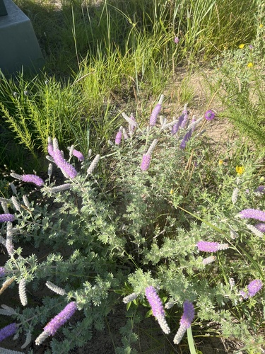 Image of Dalea villosa by no rights reserved