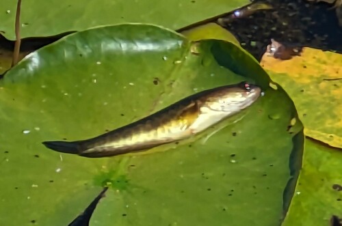 Northern snakehead (Channa argus) — Channidae — 2