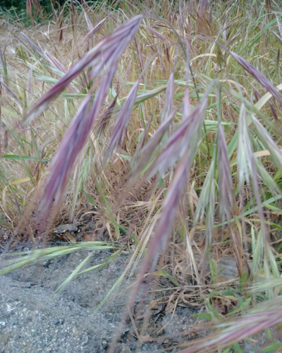 iNaturalist observation photo of bromes