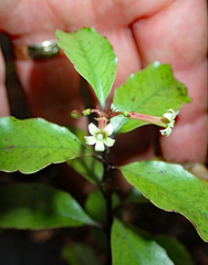 Alseuosmia banksii banksii
