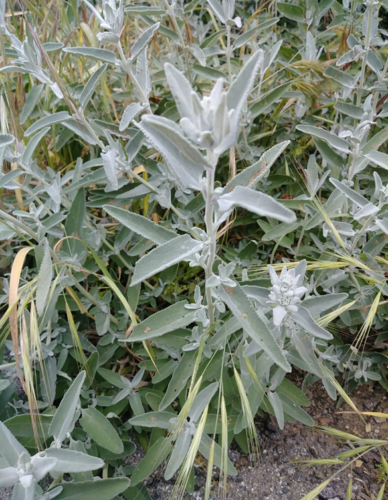 iNaturalist observation photo of purple sage