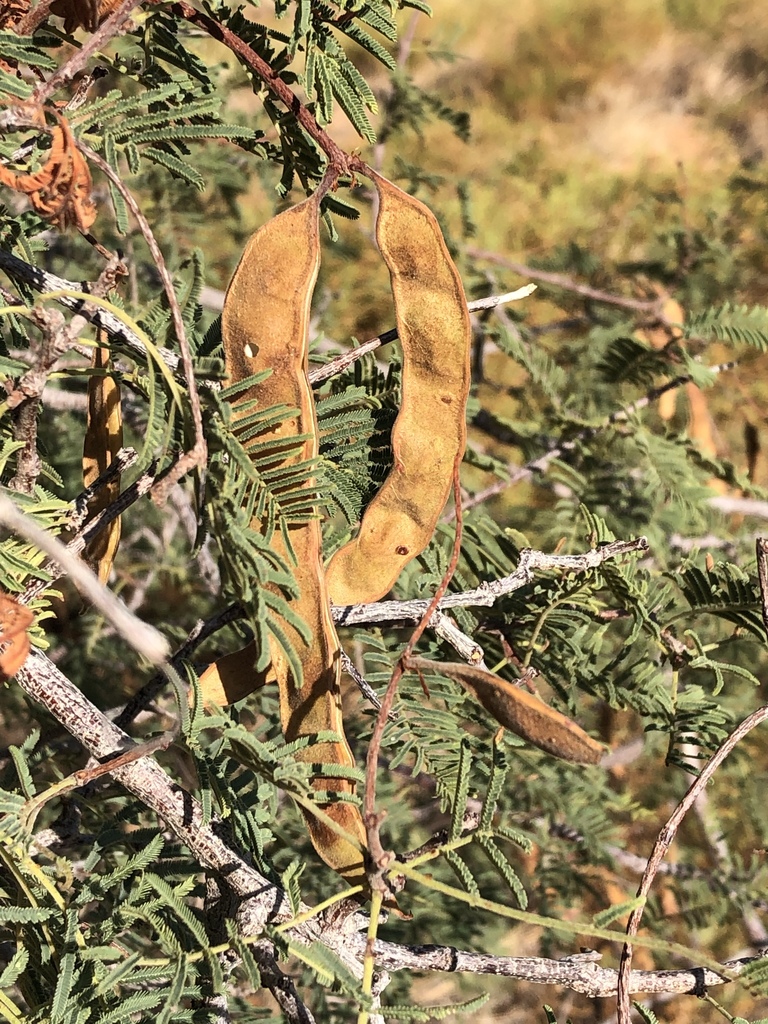 Skewleaf Elephant Root