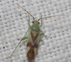 Megalodactylus macularubra