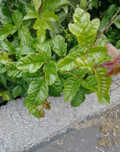 iNaturalist observation photo of Pacific poison oak