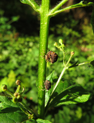 Cionus scrophulariae