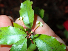 Alseuosmia banksii banksii
