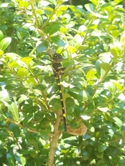 Macromia