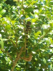 Macromia