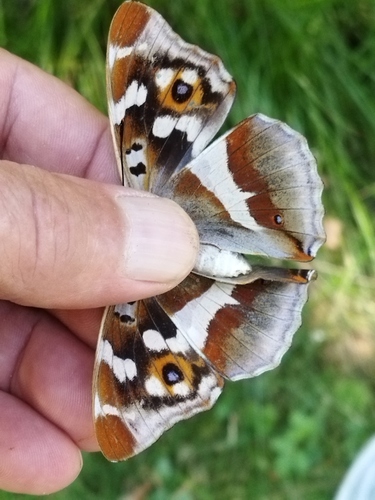 Purple emperor
