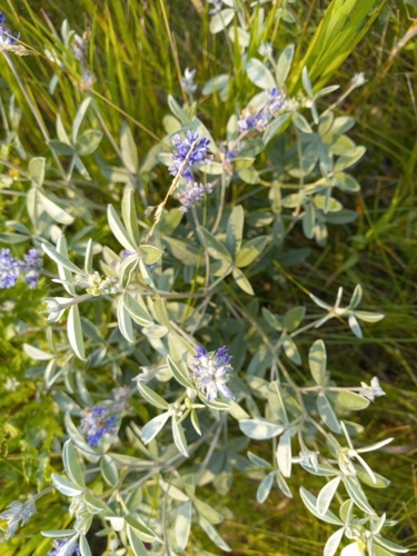 silvery scurfpea