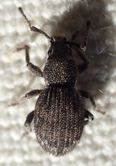 Paraptochus variegatus