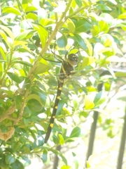 Macromia