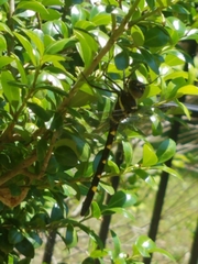 Macromia