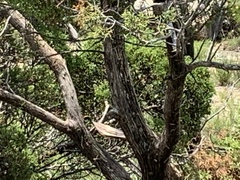 Juniperus pinchotii
