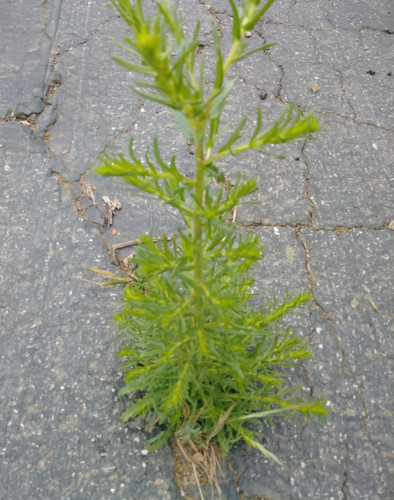iNaturalist observation photo of flowering plants
