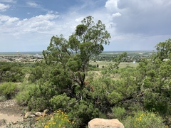 Juniperus pinchotii